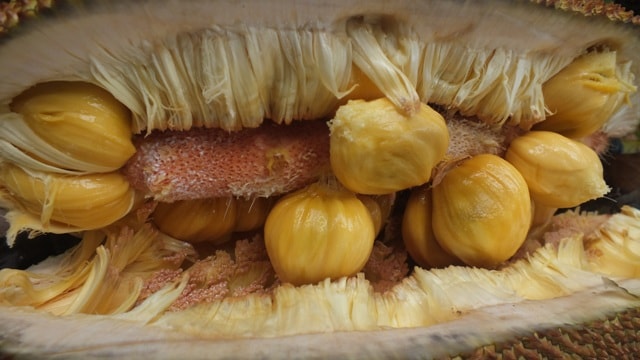 Nangka Omas