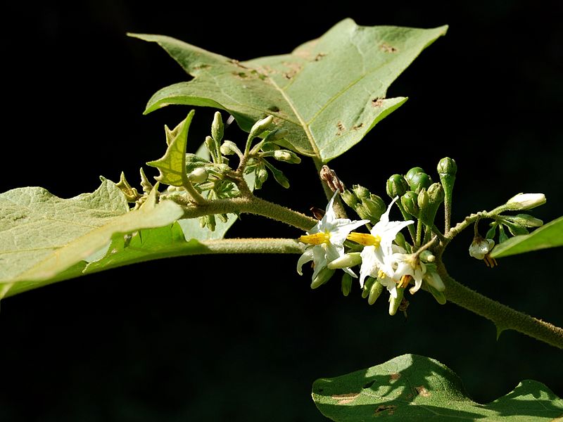 Takokak