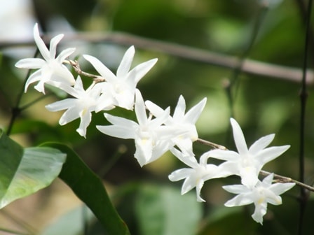 Anggrek Merpati