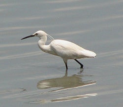 Kuntul Kecil