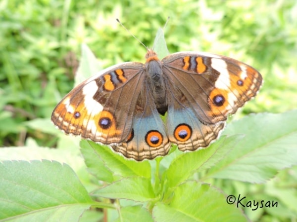 junonia orithya