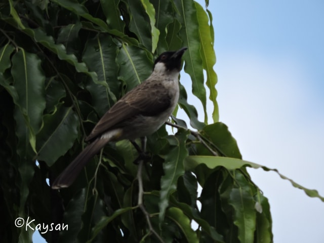 Kutilang