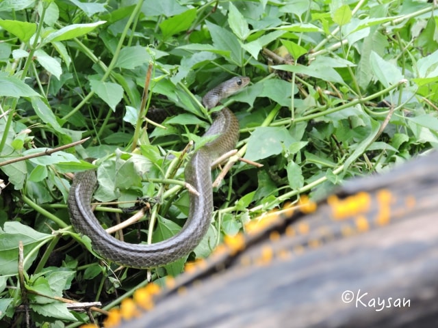 Ular Tikus