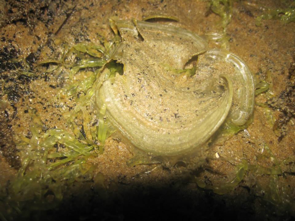 Rumput laut Padina australis