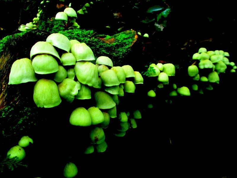 glowing mushroom