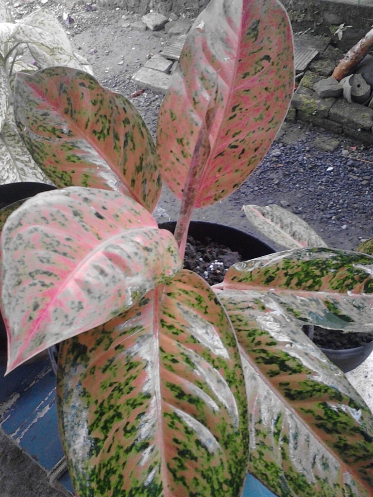 Red leaf aglaonema