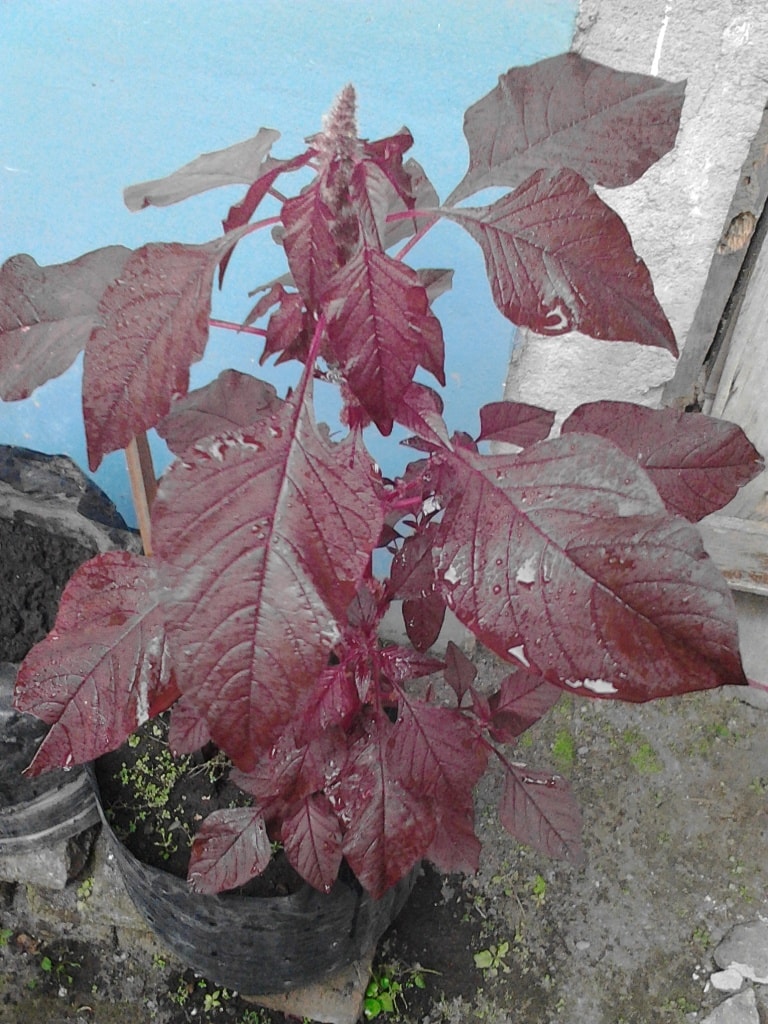 Bayam Merah (Amaranthus gangeticus)