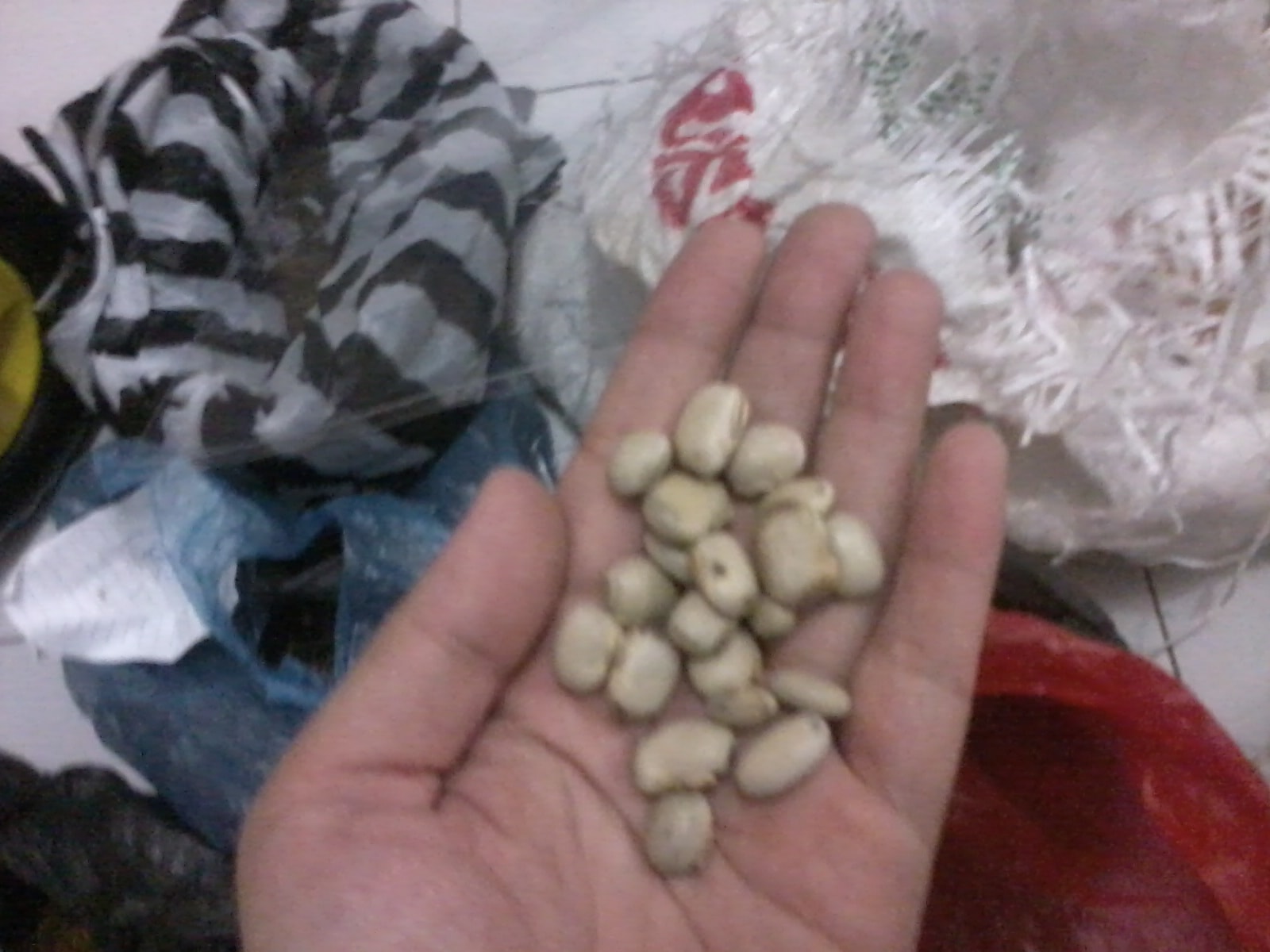 Biji Mucuna pruriens