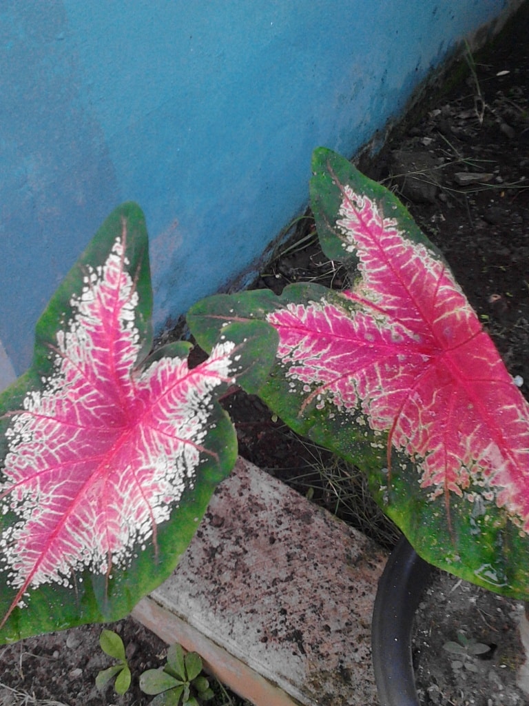 Caladium bicolor