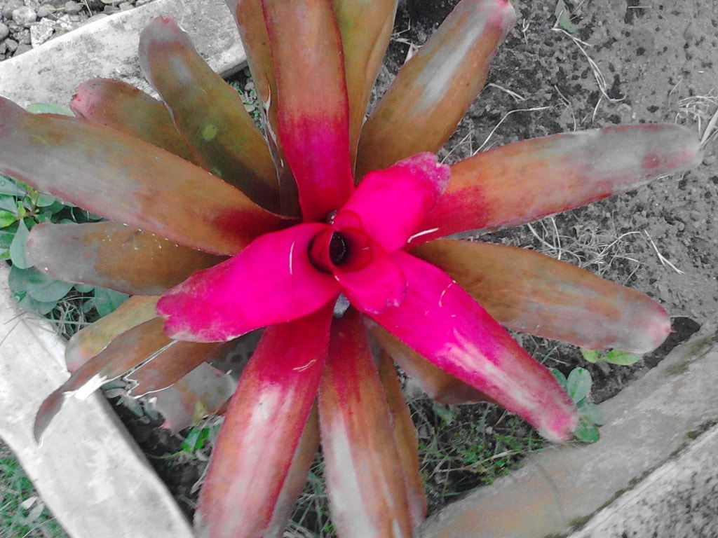Bromeliad Neoregelia