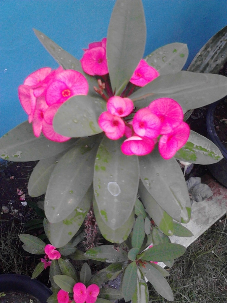 euphorbia merah