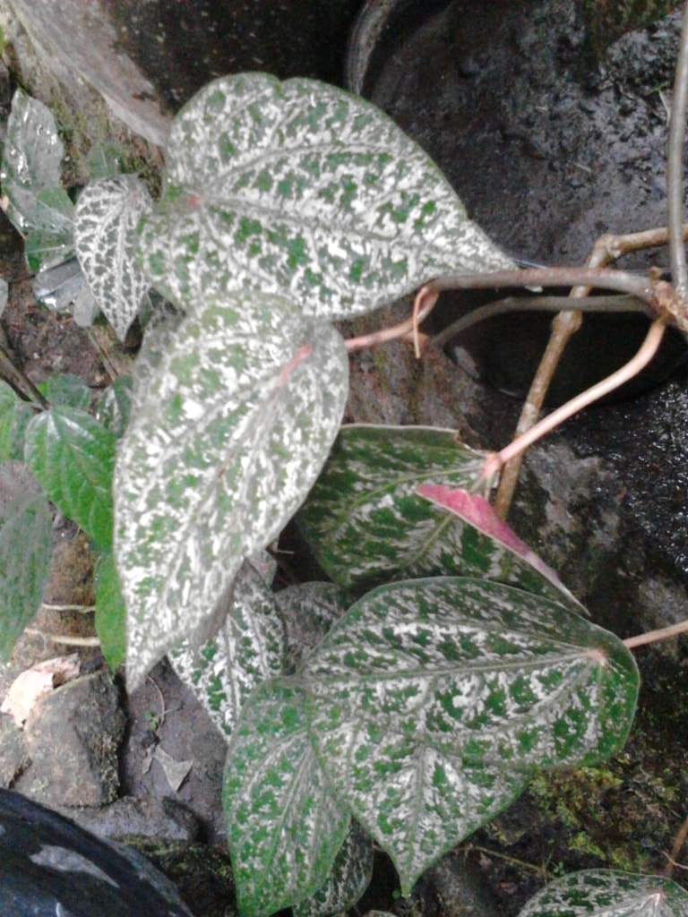 Piper ornatum (Sirih Merah)