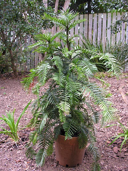 Pinus Wollemi