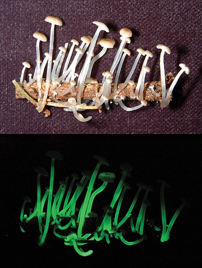 jamur menyala