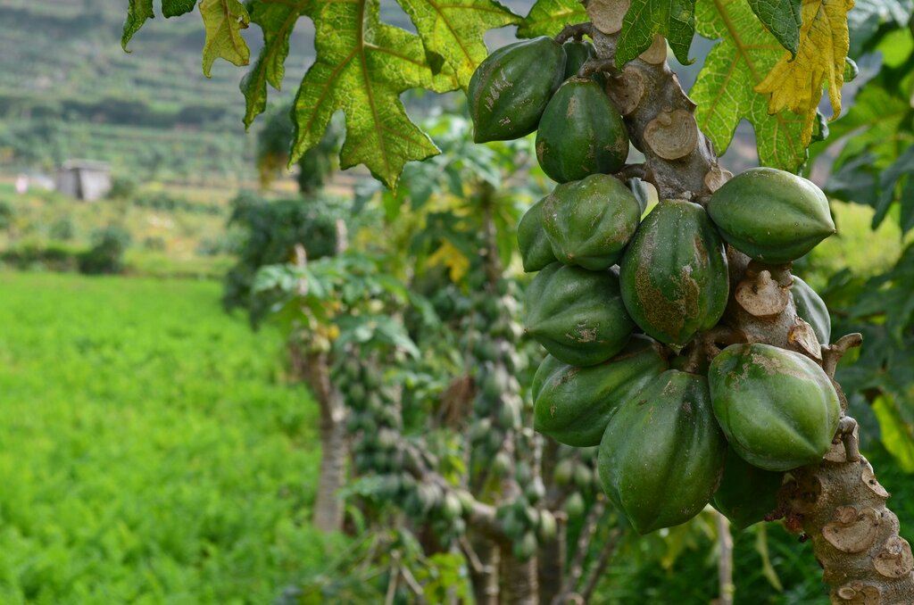 Carica