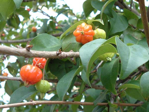 Pohon Dewandaru Karimunjawa
