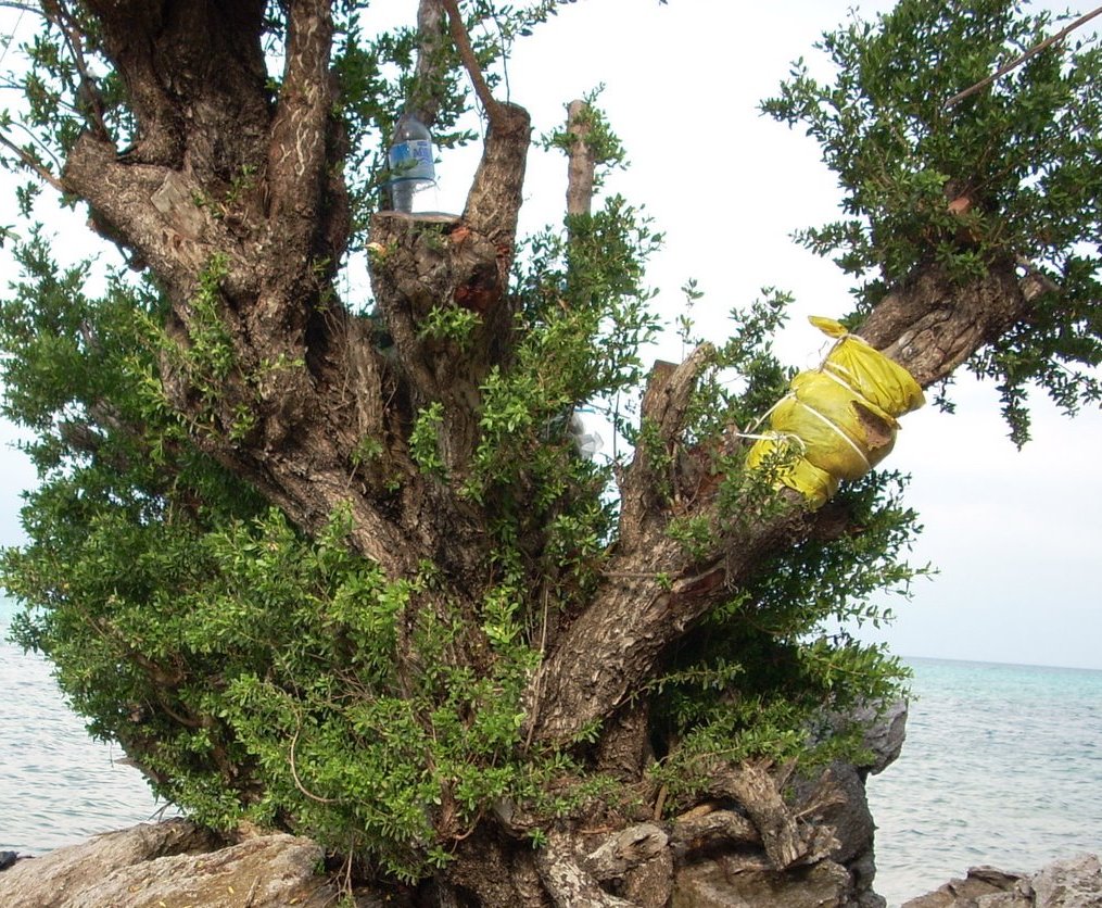Kayu Stigi