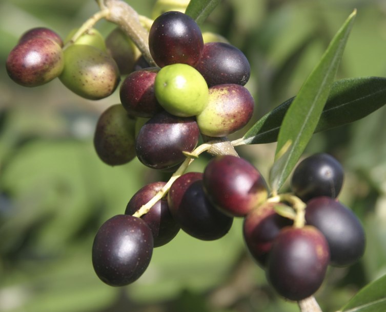 Buah Zaitun