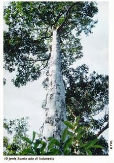 Pohon Ramin