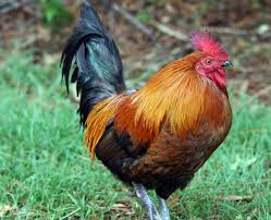 Ayam bekisar