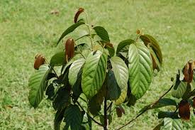 Kayu Ulin (Eusideroxylon zwageri)