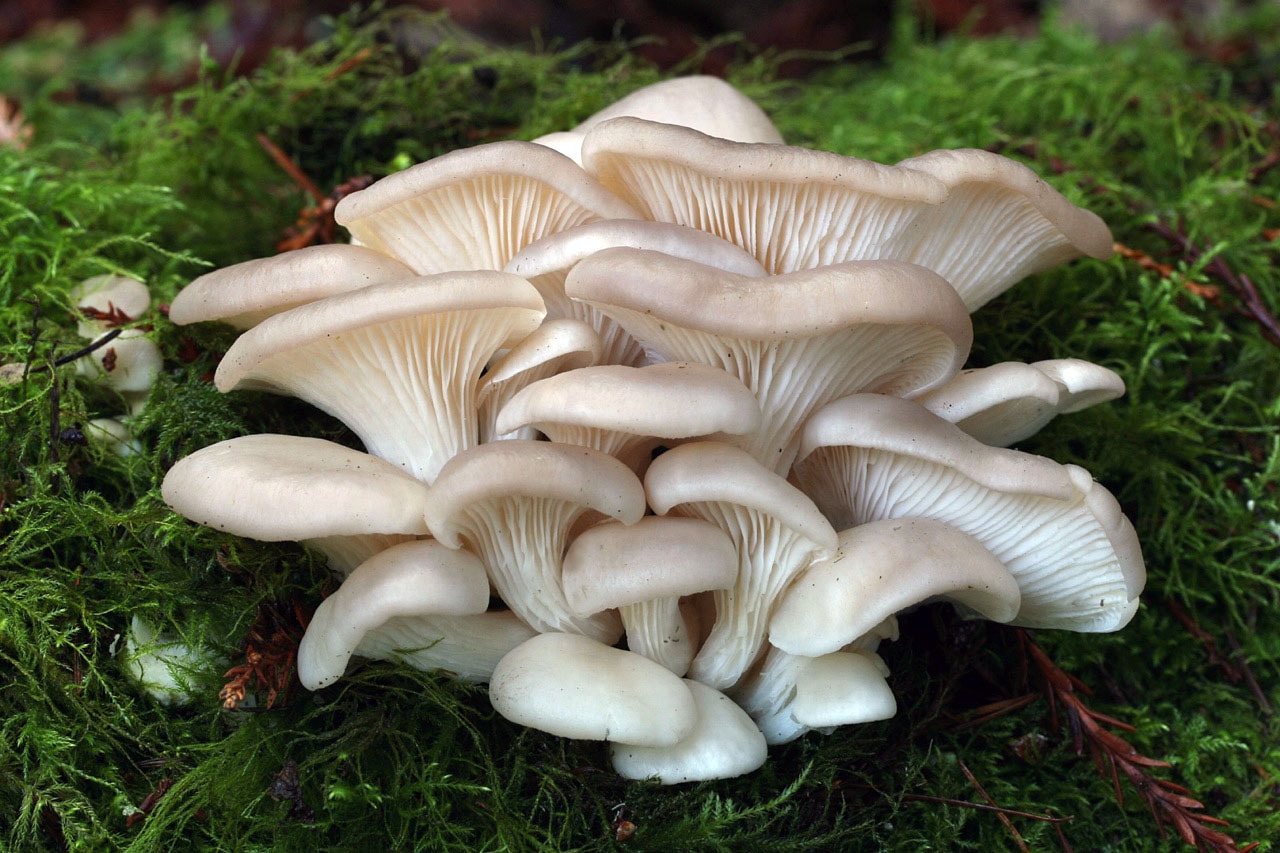 Pleurotus ostreatus (spesies Jamur Tiram)