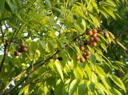 Sapindus rarak (Lerak)