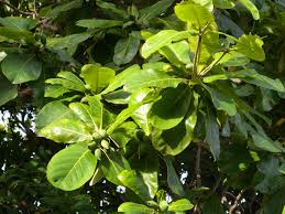 Terminalia catappa (Ketapang)