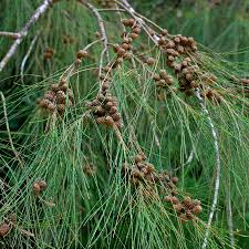 Causarina equisetifolia (Cemara Laut Daun Berekor Panjang)