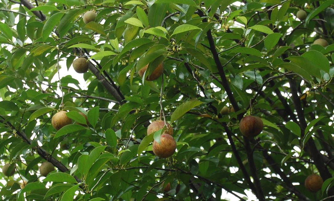 Myristica fragrans (Pala)