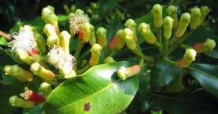 Cengkeh (Syzygium aromaticum)