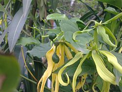 Cananga odorata (Kenanga)