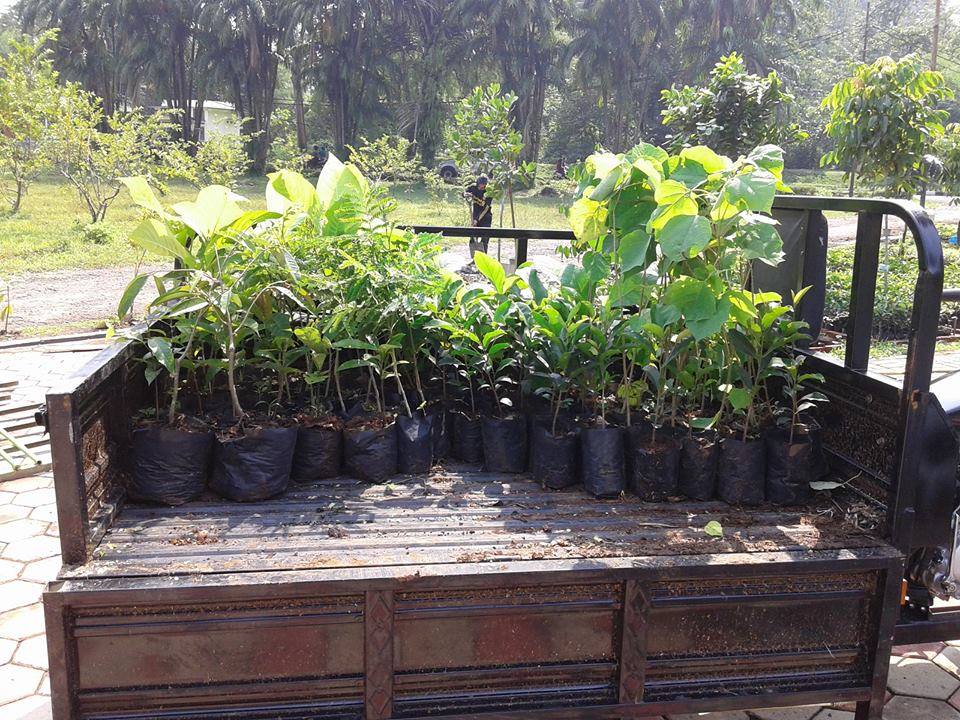 Green Festival IPB: Promoting Climate Smart Forestry