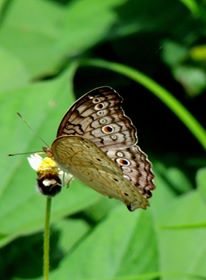 Grey pansy