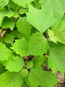 Gmelina arborea