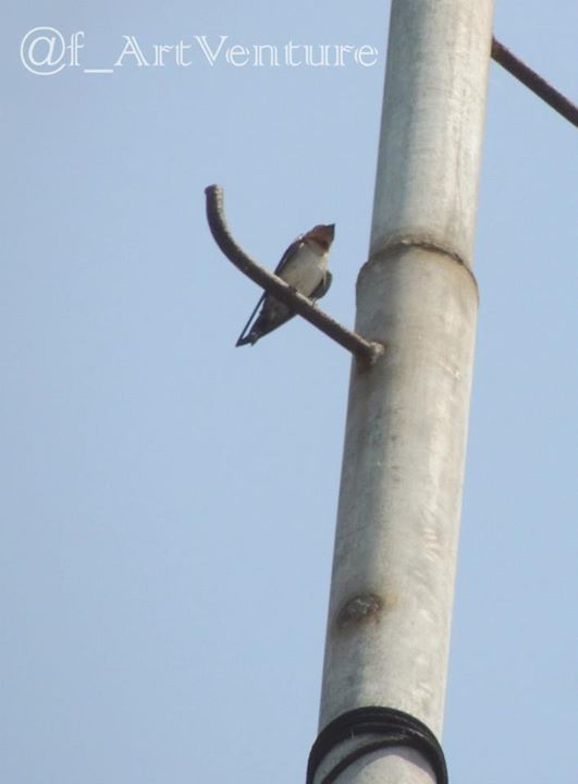 Layang-layang Api