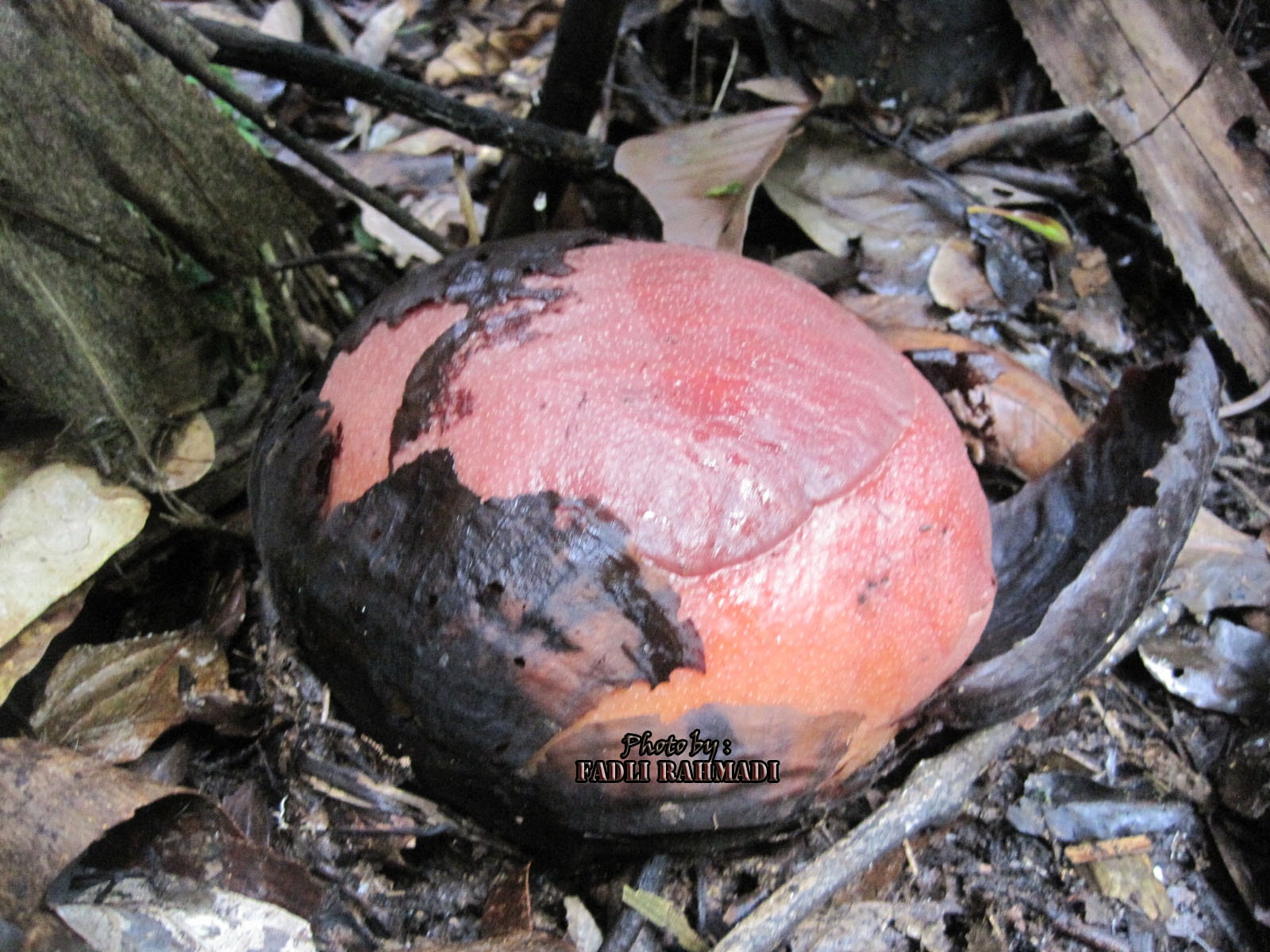 Bunga Raflesia gadotensis