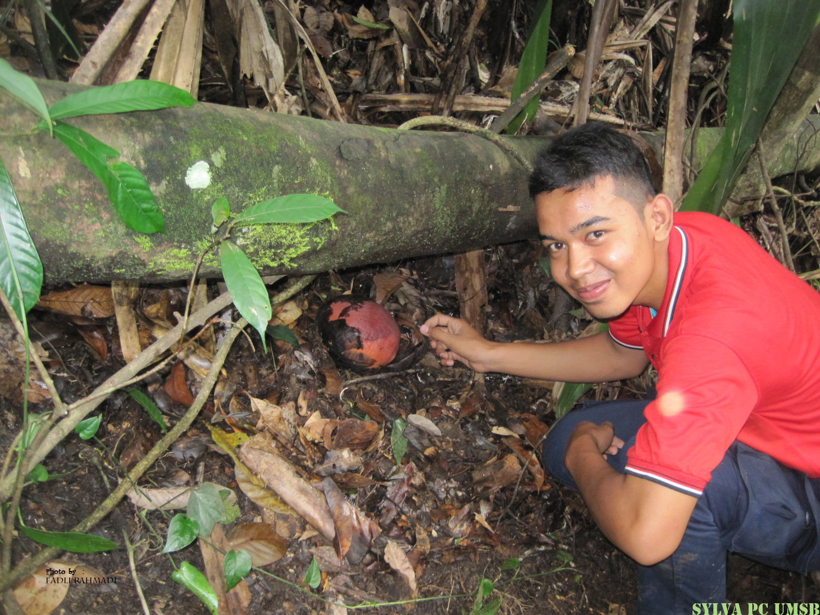 Raflesia gadotensis