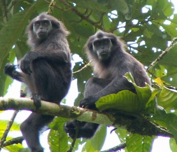 simakobu