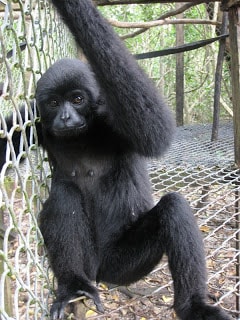 Siamang Kerdil mentawai