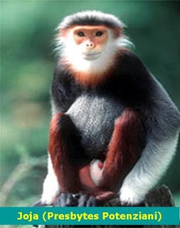 Lutung Mentawai