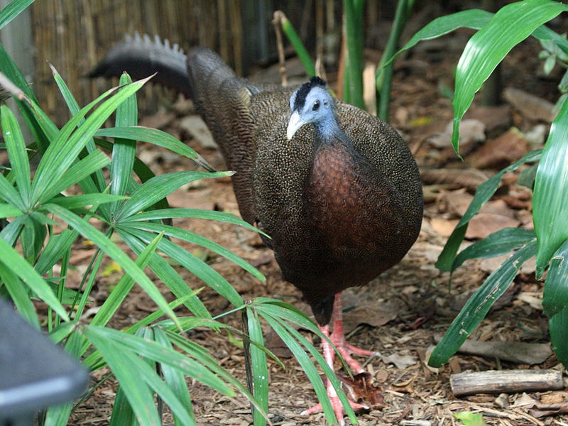 Kuau