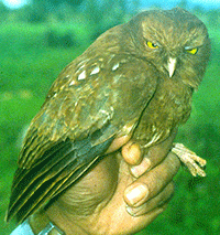 Burung Hantu Mongondow