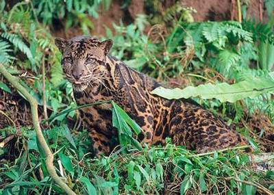 Macan dahan