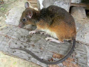 Tikus Duri Pagai