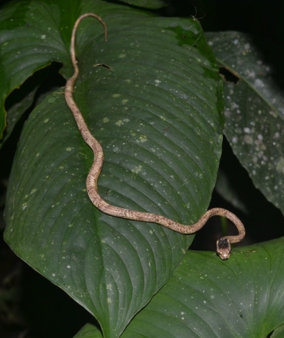 Aplopeltura boa