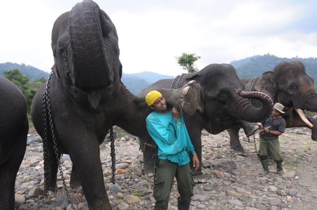 Latihan Gajah Sumatera