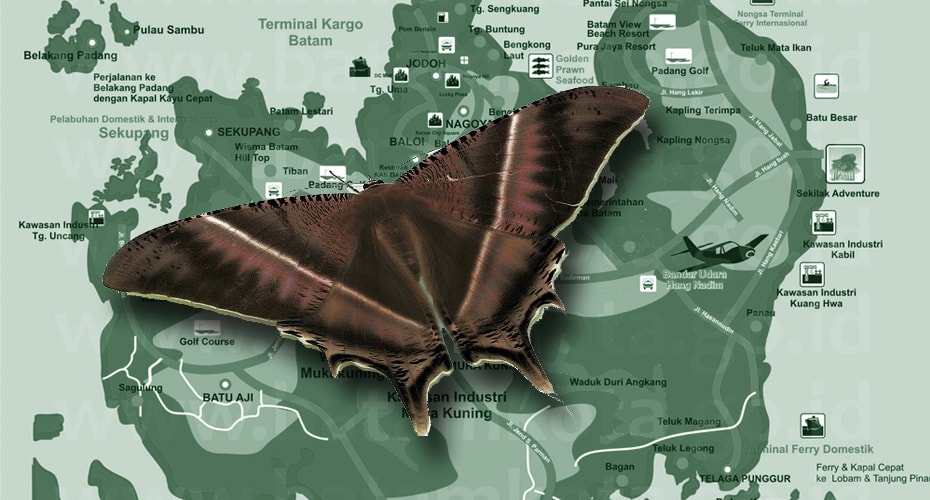 Serangan Ngengat lyssa zampa docile Di Batam, Kenapa Terjadi?