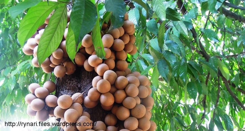 Buah Kepel Favorit Puteri Keraton
