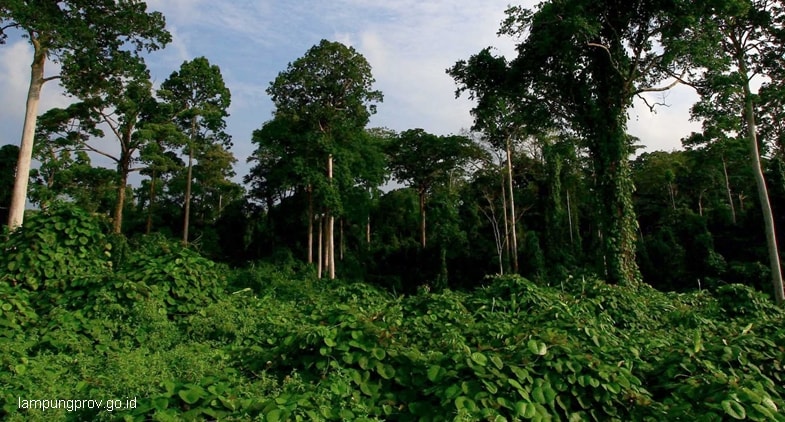 Invasi Mantangan jadi Rintangan Tumbuhan dan Hewan TN Bukit Barisan Selatan